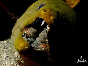 This image was taken during a dive trip to Roatan Hondura... by Steven Anderson 